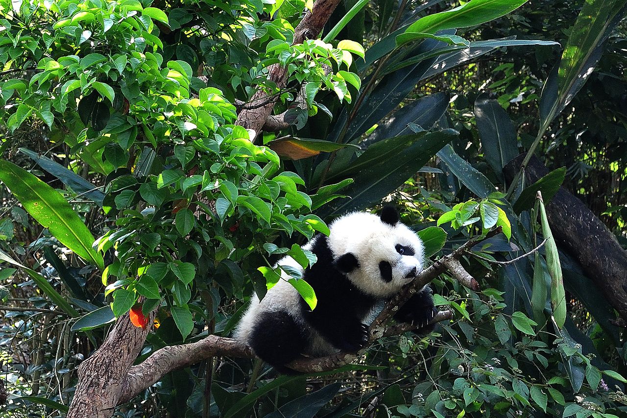 Taipei Zoo