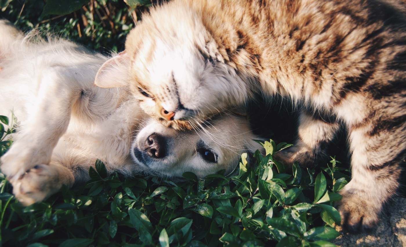 caring for your pets